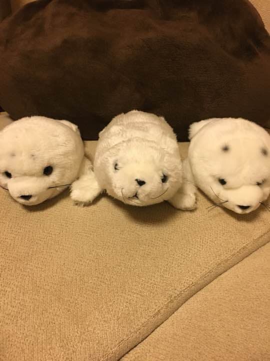 動物園シリーズ 確認用 アザラシ