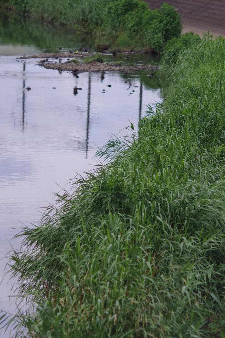 バケペン望遠！SMC Takumar 6x7 200mm F4