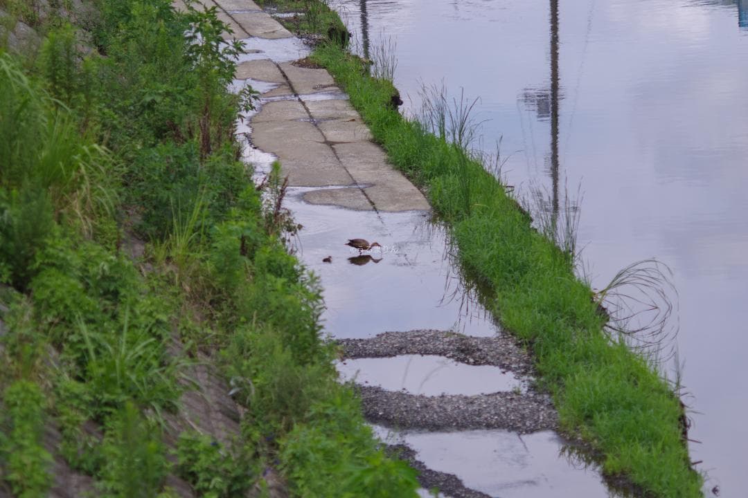 バケペン望遠！SMC Takumar 6x7 200mm F4