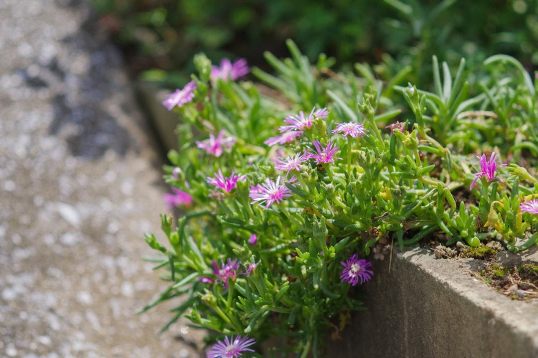 バケペン望遠！SMC Takumar 6x7 200mm F4