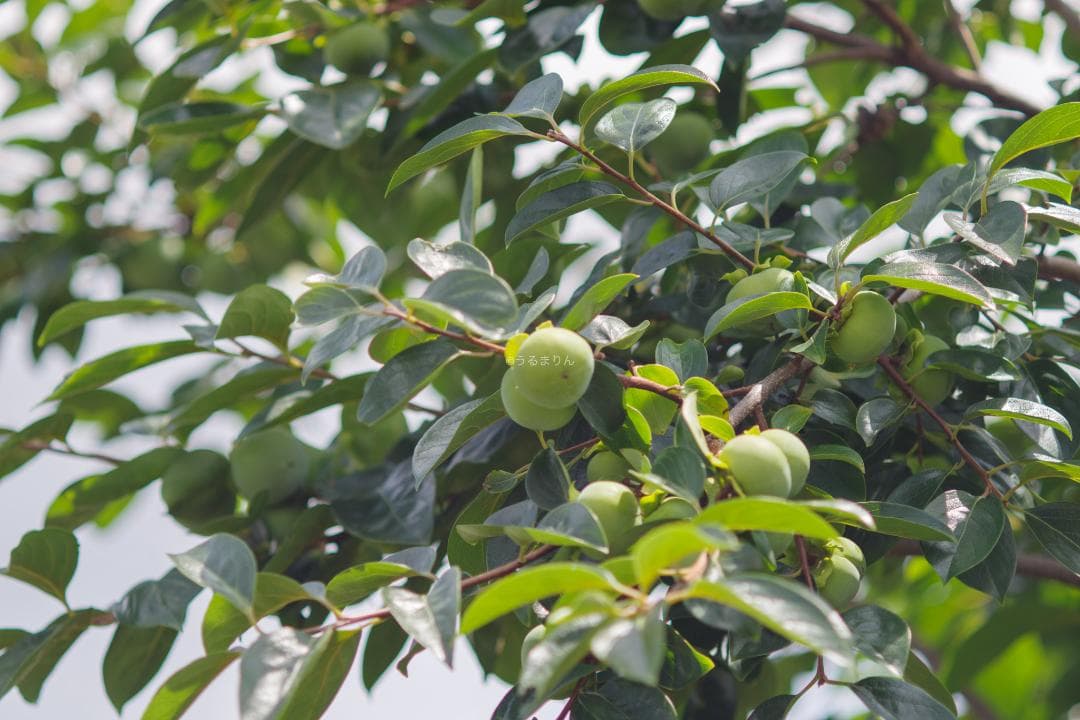 バケペン望遠！SMC Takumar 6x7 200mm F4