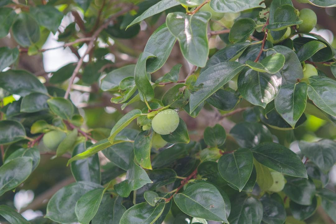 バケペン望遠！SMC Takumar 6x7 200mm F4