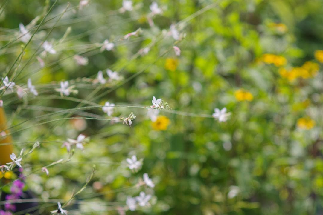 バケペン望遠！SMC Takumar 6x7 200mm F4