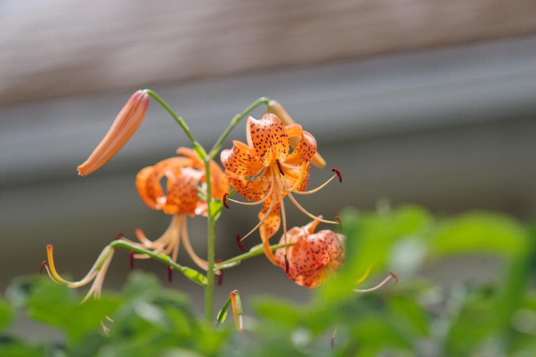 バケペン望遠！SMC Takumar 6x7 200mm F4