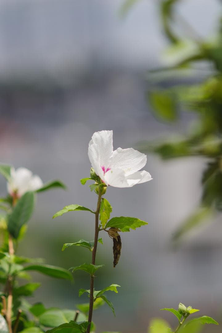 バケペン望遠！SMC Takumar 6x7 200mm F4
