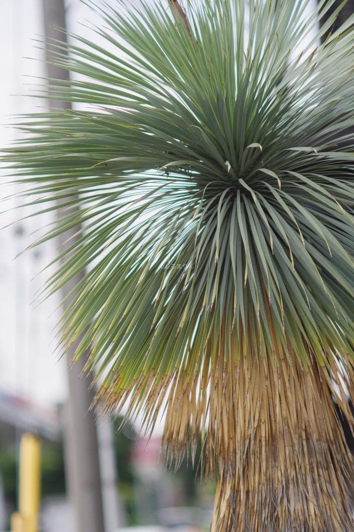 バケペン望遠！SMC Takumar 6x7 200mm F4