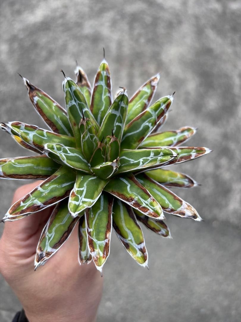 アガベ　笹の雪錦　珍しいタイプ