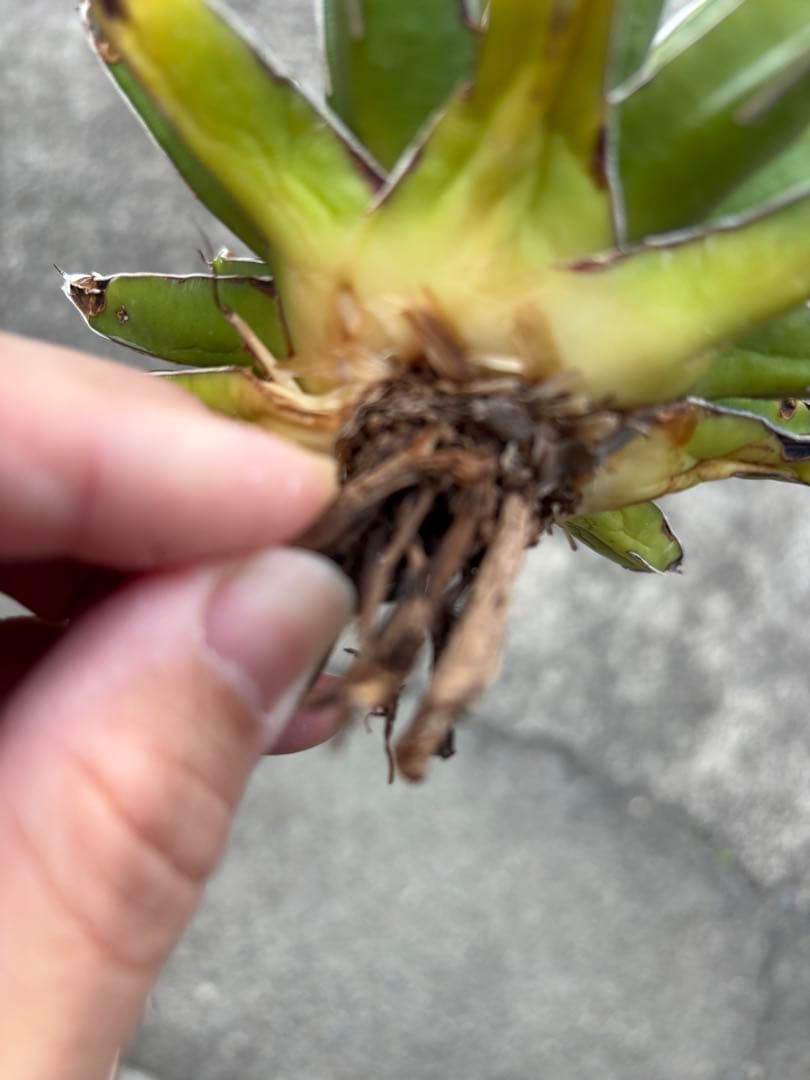 アガベ　笹の雪錦　珍しいタイプ