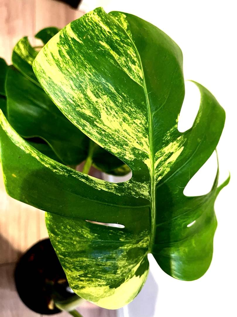モンステラ オーレア　ボルシギアナ　黄斑 斑入り