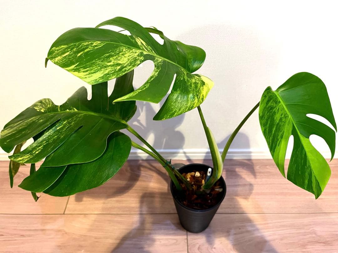 モンステラ オーレア　ボルシギアナ　黄斑 斑入り