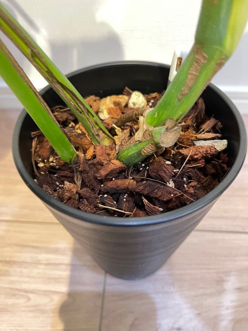 モンステラ オーレア　ボルシギアナ　黄斑 斑入り