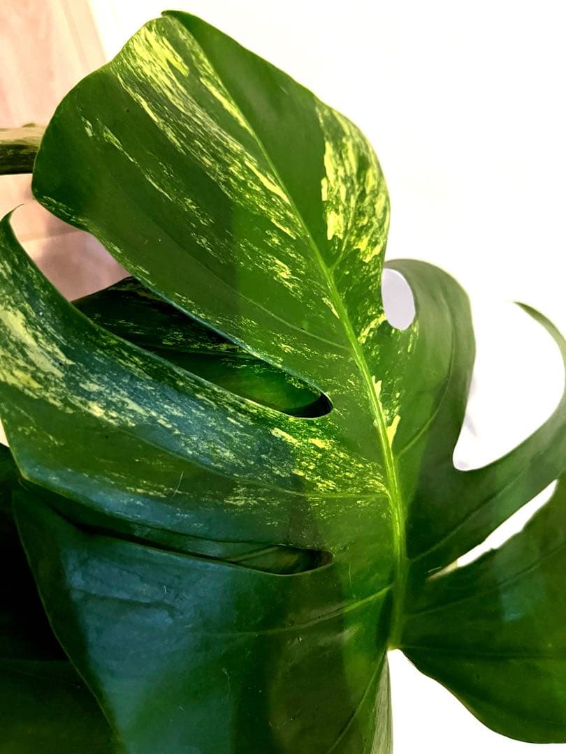 モンステラ オーレア　ボルシギアナ　黄斑 斑入り