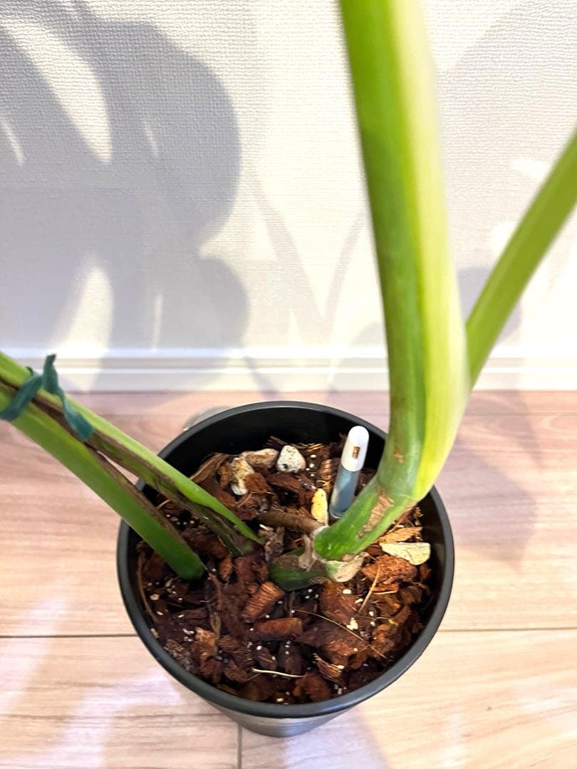 モンステラ オーレア　ボルシギアナ　黄斑 斑入り