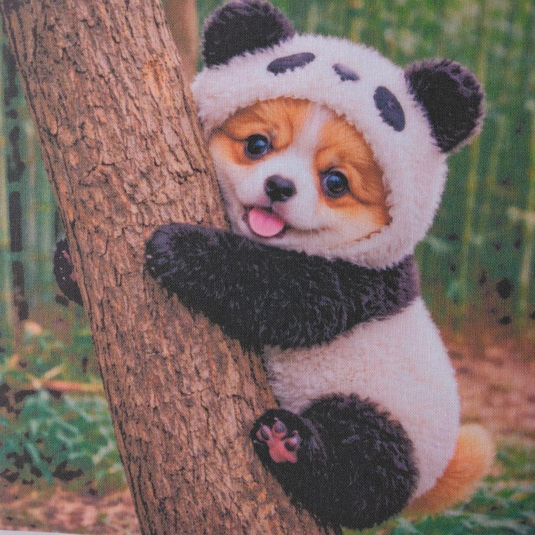 ☆受付☆パピヨン