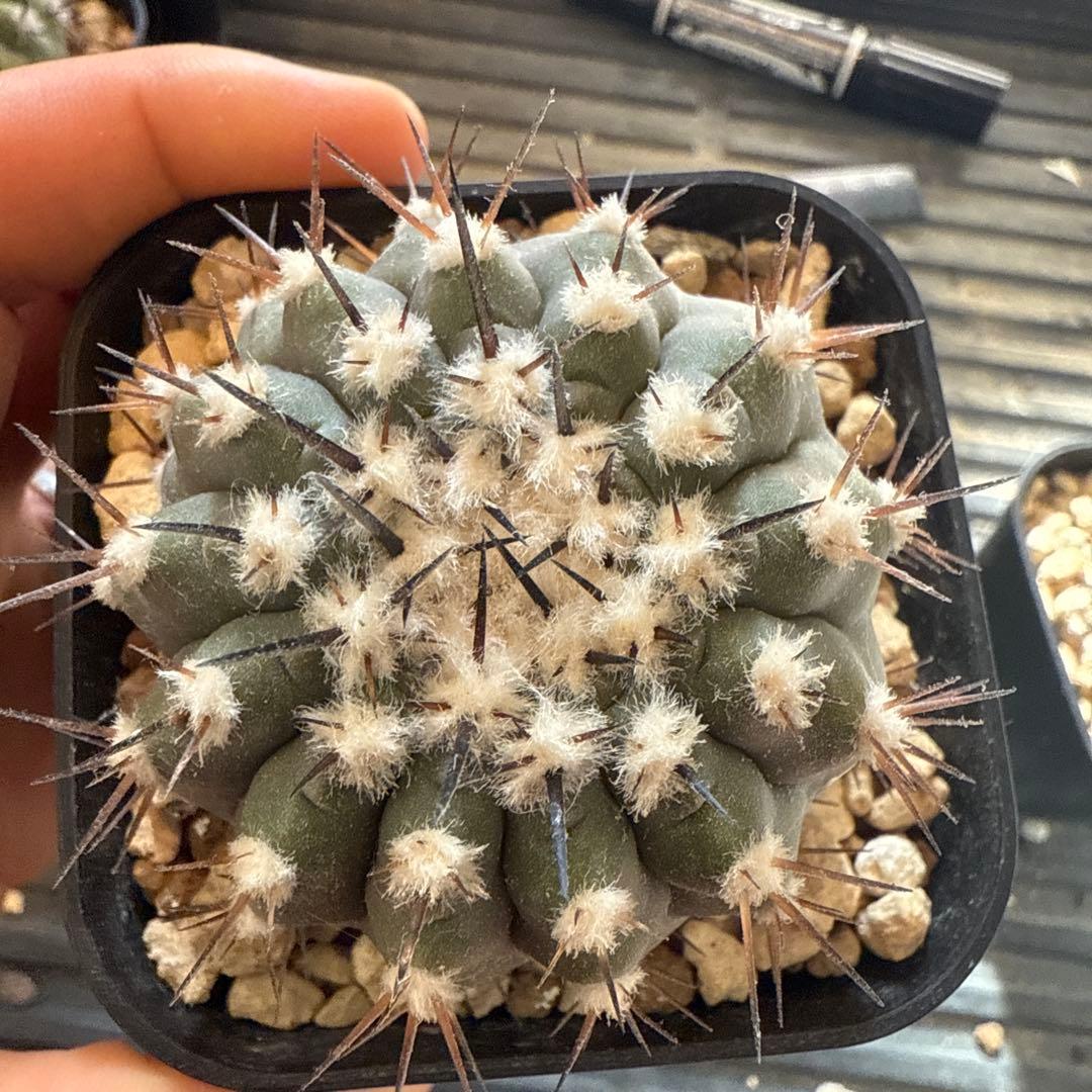 黒王丸　実生　接木　台付　発根済 7