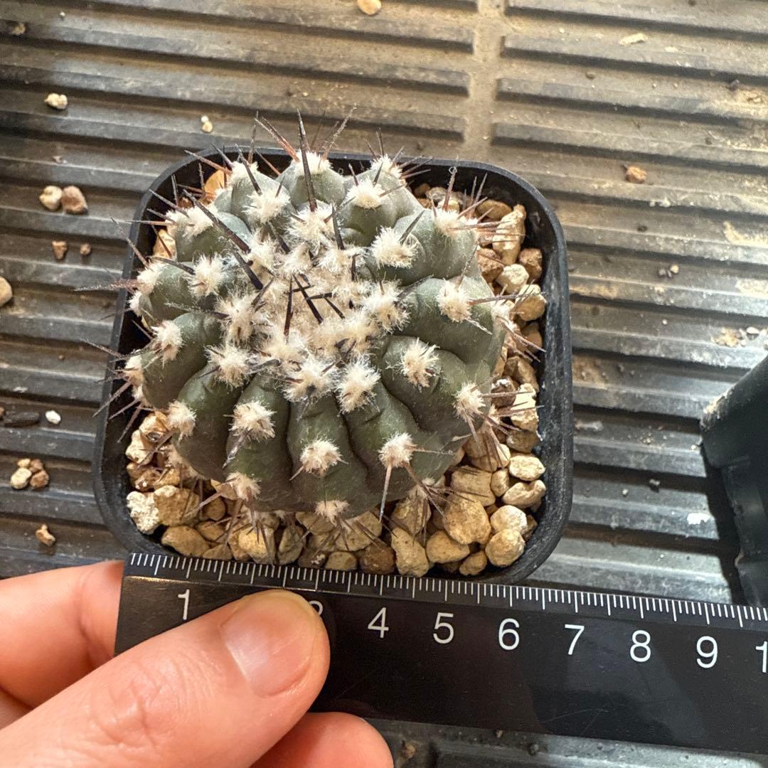 黒王丸　実生　接木　台付　発根済 7