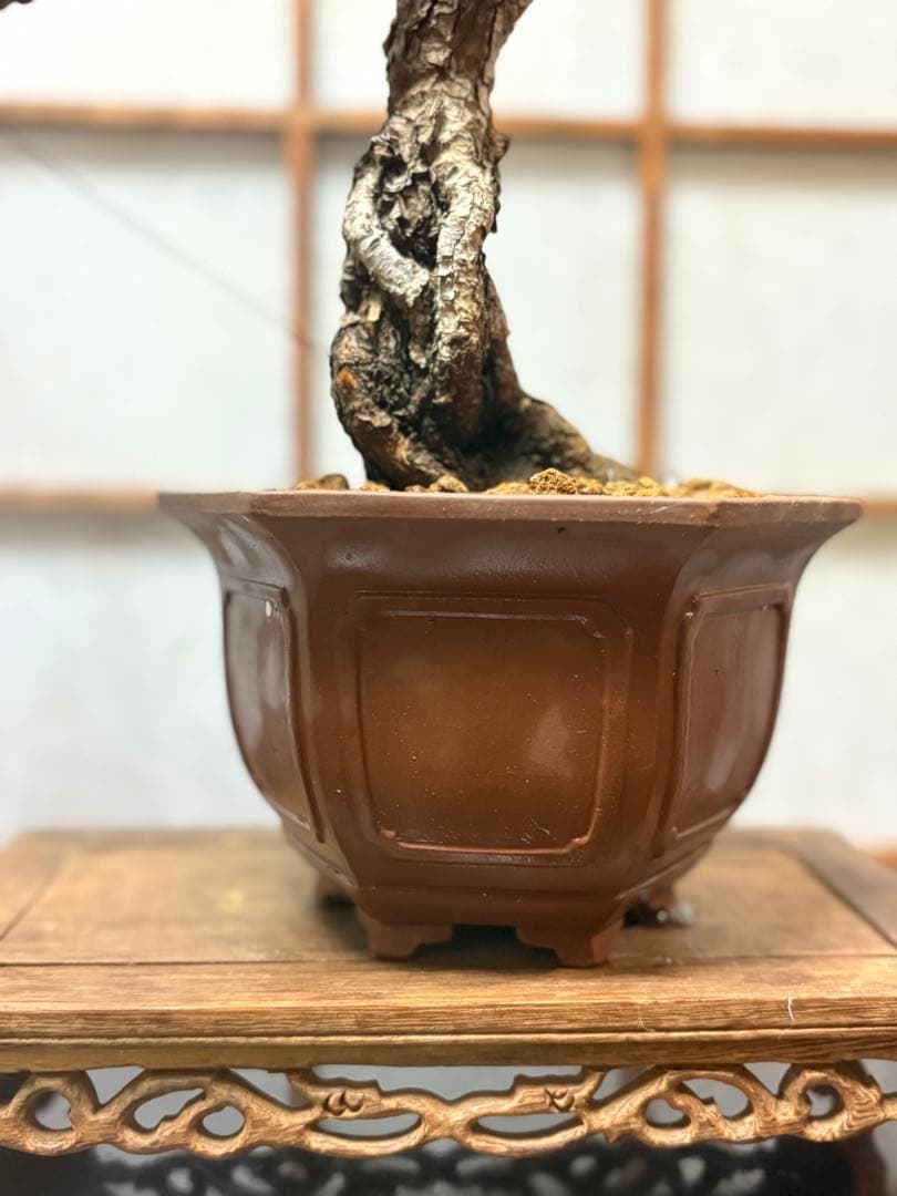 赤松盆栽❗️フォロワー様180人記念❗️値下げ❗️根上がり盆栽❗️黒松盆栽真柏盆栽