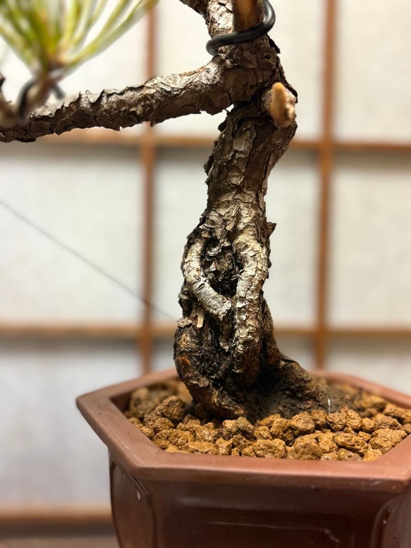 赤松盆栽❗️フォロワー様180人記念❗️値下げ❗️根上がり盆栽❗️黒松盆栽真柏盆栽