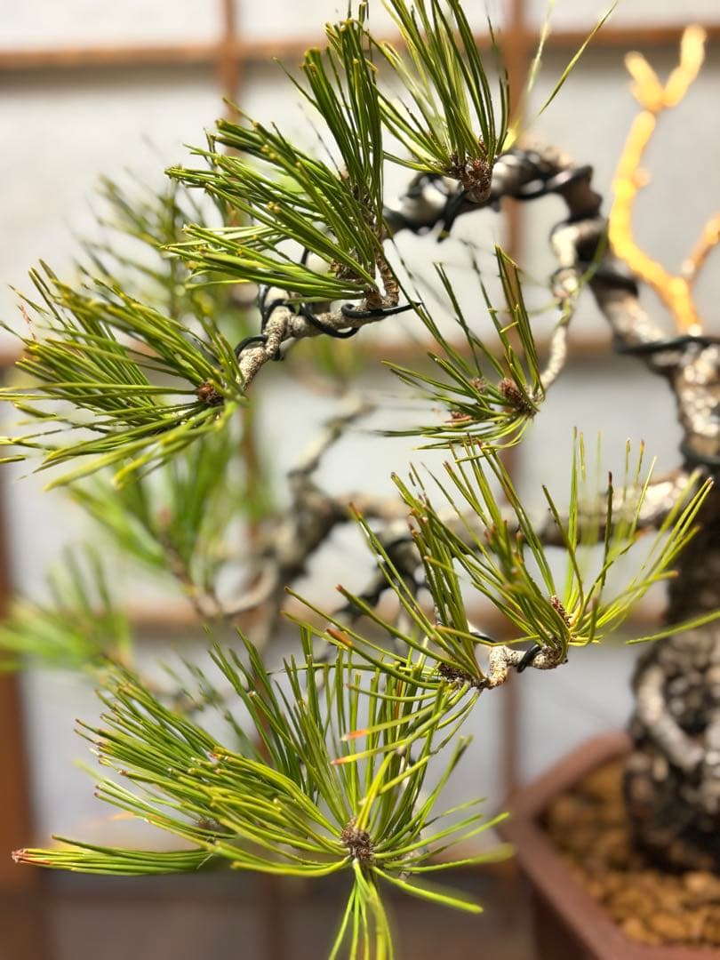 赤松盆栽❗️フォロワー様180人記念❗️値下げ❗️根上がり盆栽❗️黒松盆栽真柏盆栽