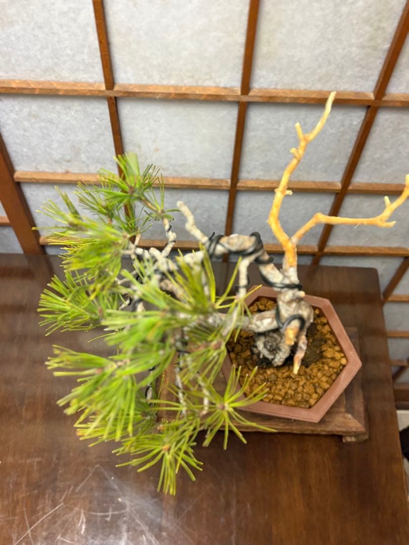 赤松盆栽❗️フォロワー様180人記念❗️値下げ❗️根上がり盆栽❗️黒松盆栽真柏盆栽