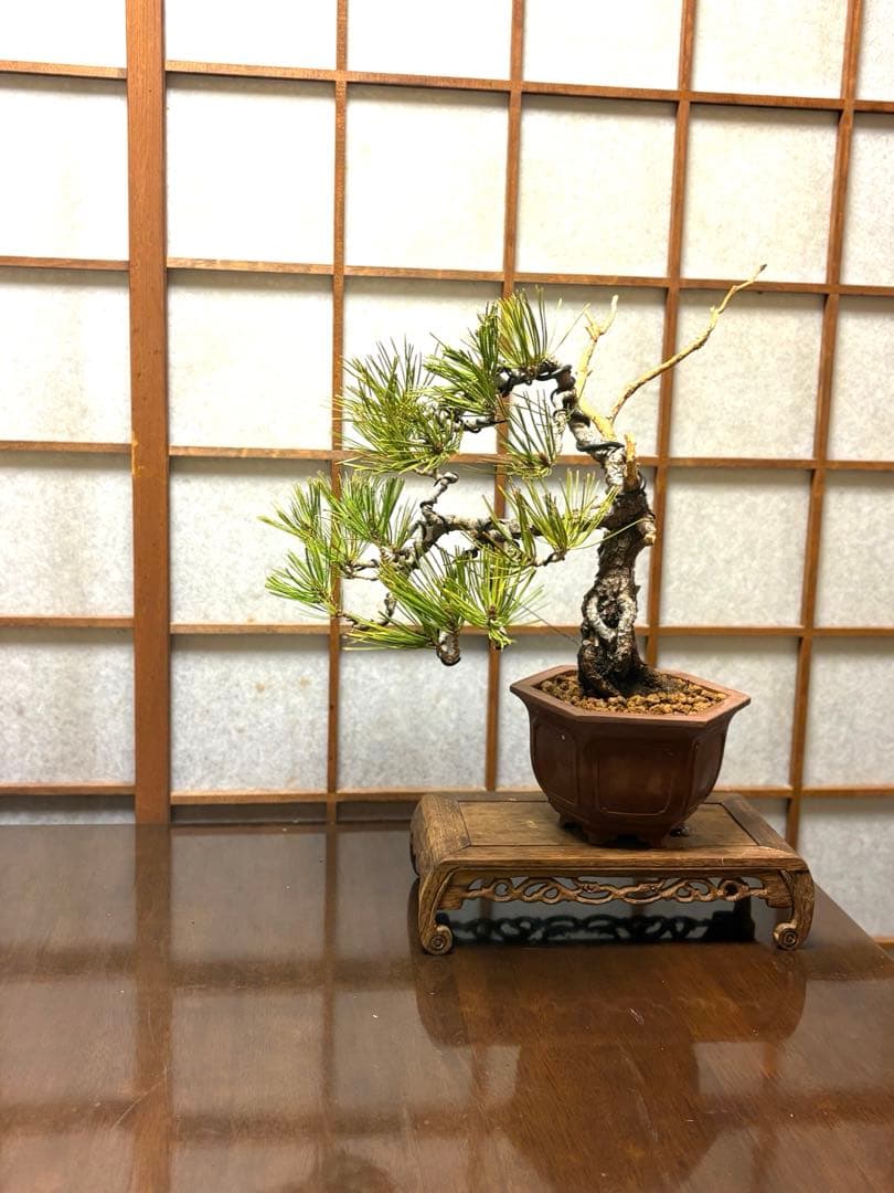 赤松盆栽❗️フォロワー様180人記念❗️値下げ❗️根上がり盆栽❗️黒松盆栽真柏盆栽