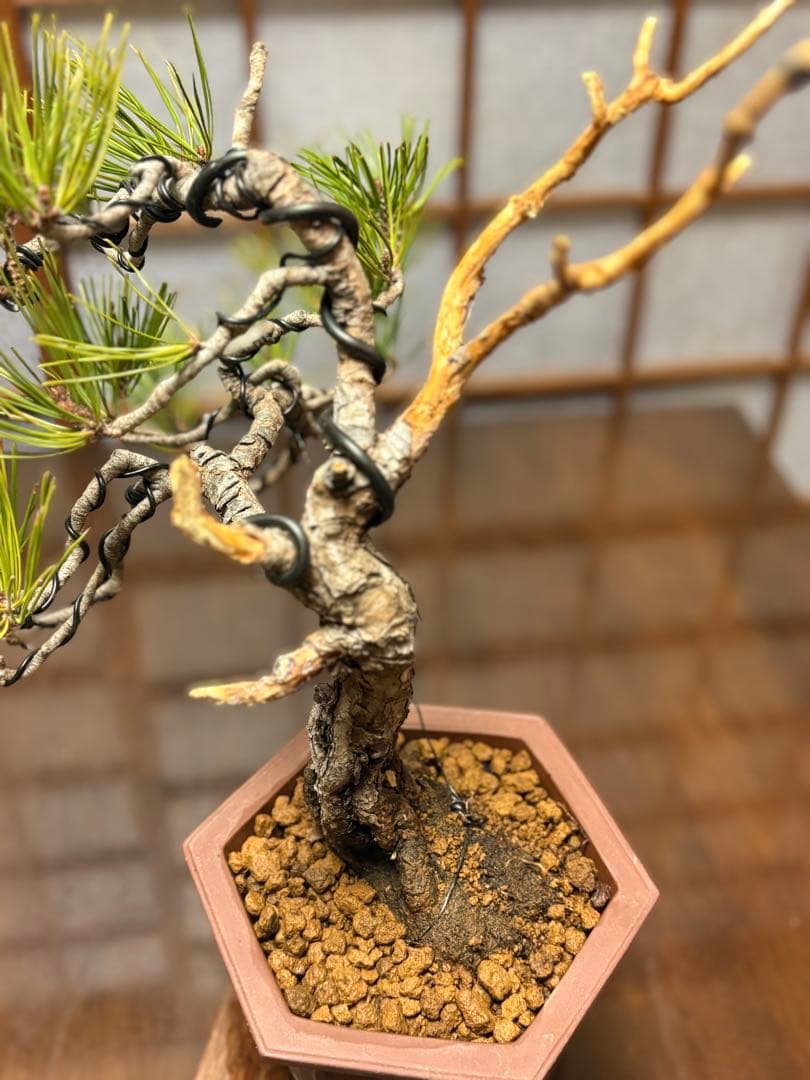 赤松盆栽❗️フォロワー様180人記念❗️値下げ❗️根上がり盆栽❗️黒松盆栽真柏盆栽