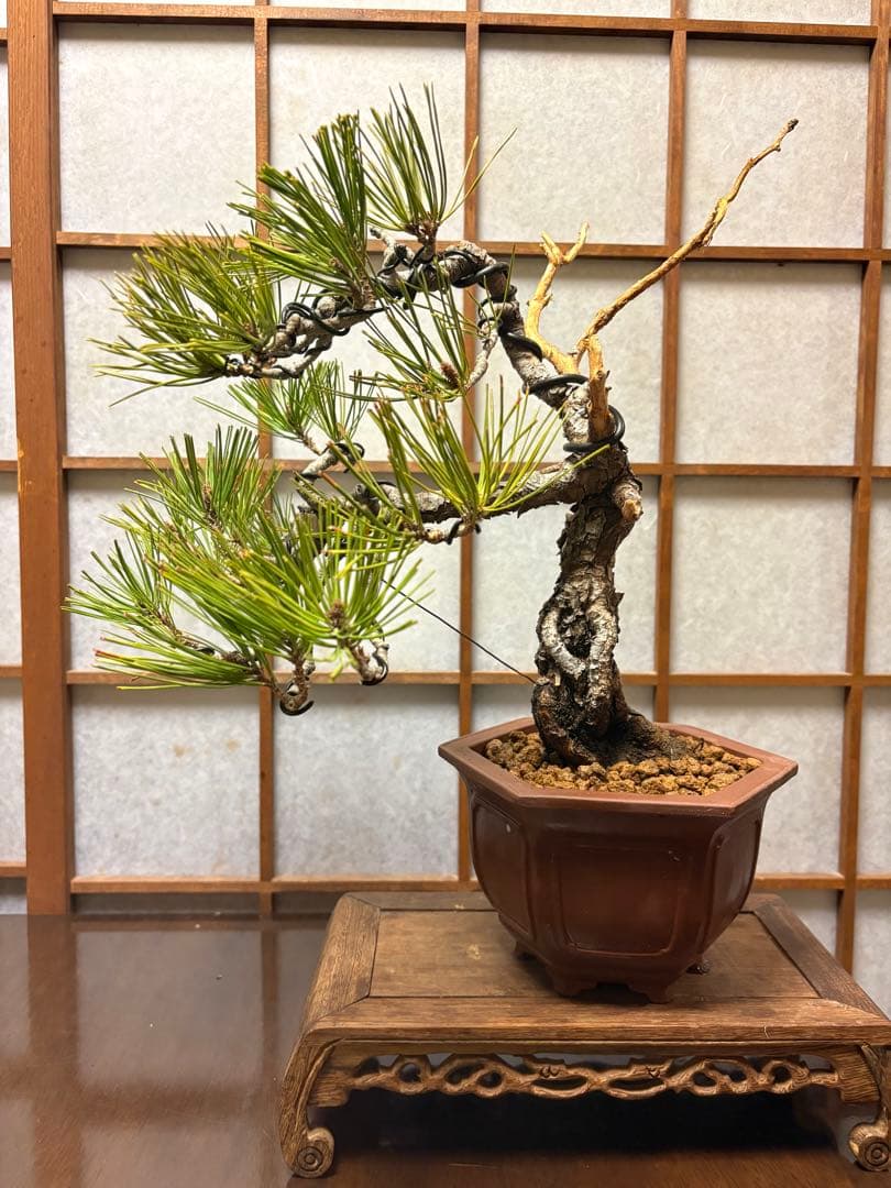 赤松盆栽❗️フォロワー様180人記念❗️値下げ❗️根上がり盆栽❗️黒松盆栽真柏盆栽