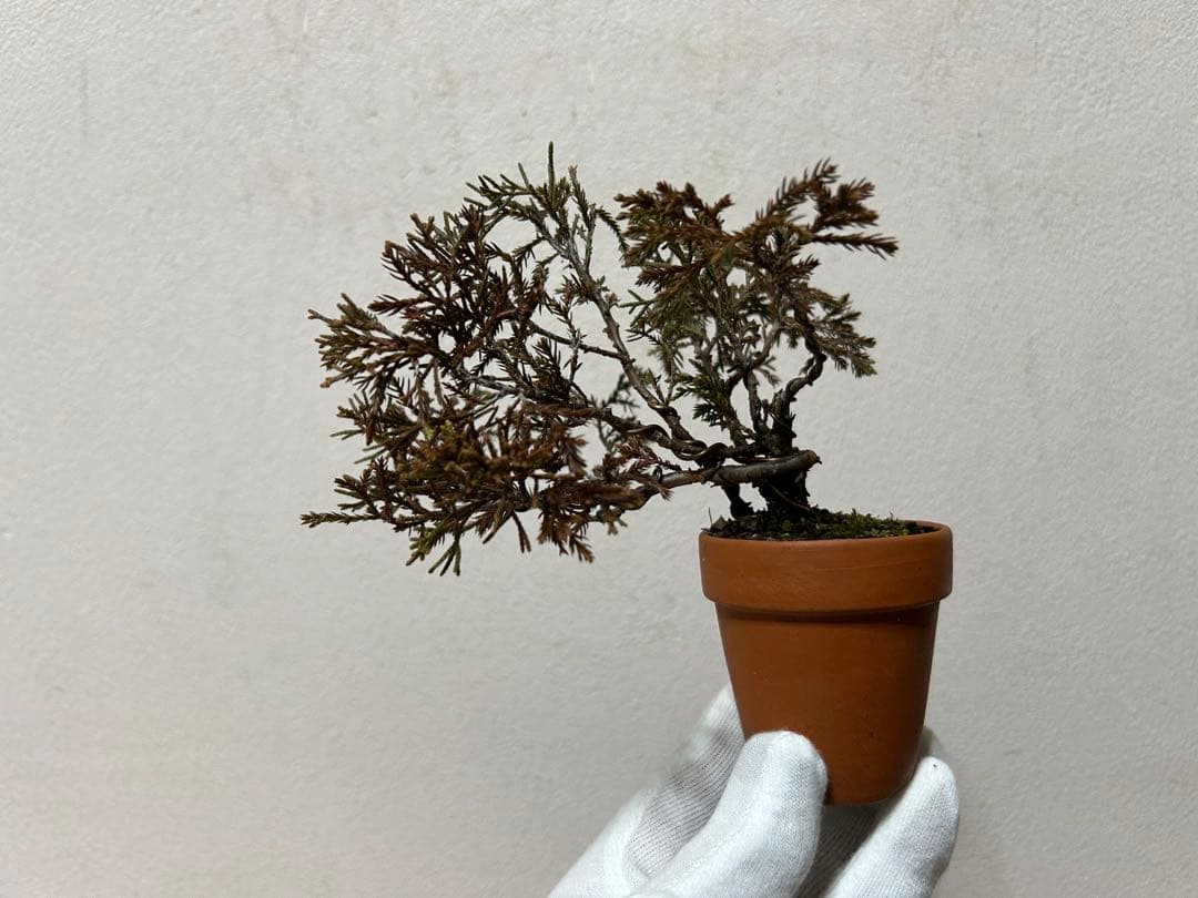 W*y様 糸魚川真柏+黒松　ミニ盆栽　小品盆栽素材