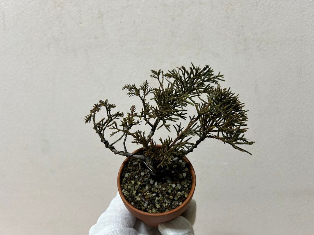W*y様 糸魚川真柏+黒松　ミニ盆栽　小品盆栽素材