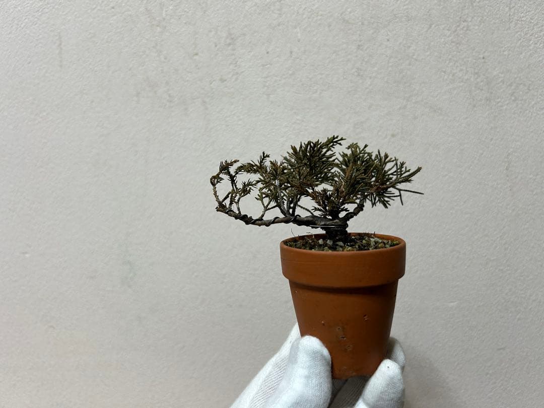 W*y様 糸魚川真柏+黒松　ミニ盆栽　小品盆栽素材