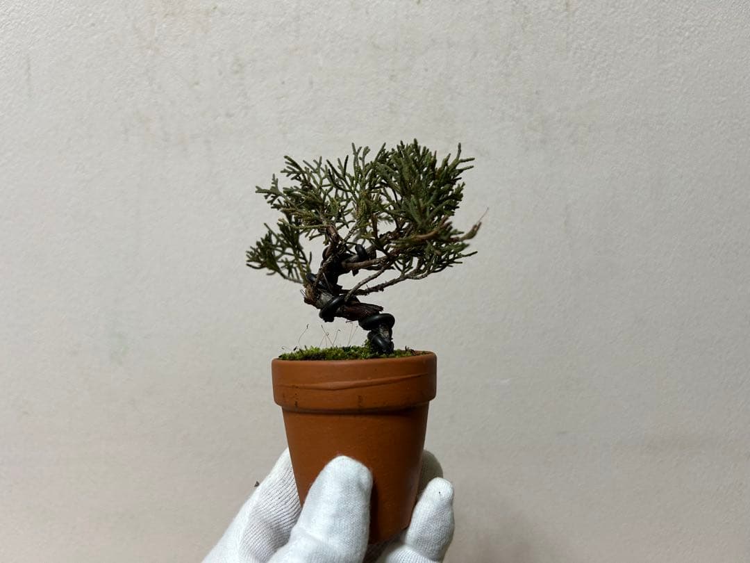 W*y様 糸魚川真柏+黒松　ミニ盆栽　小品盆栽素材