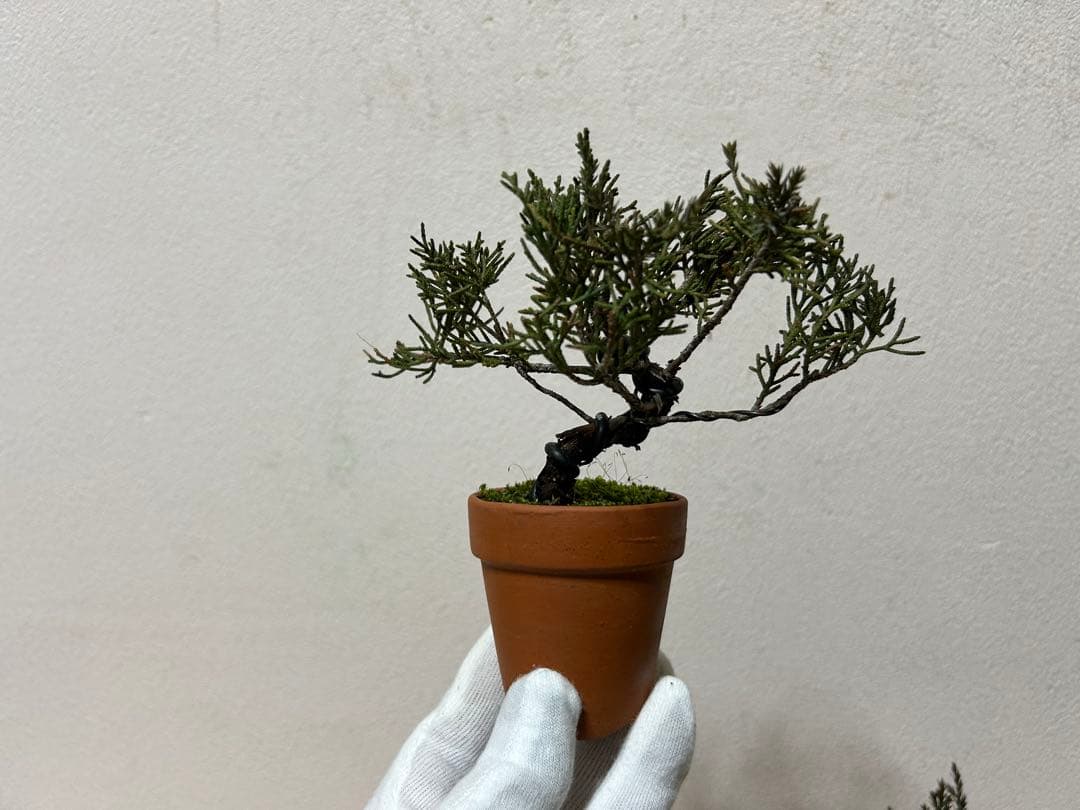 W*y様 糸魚川真柏+黒松　ミニ盆栽　小品盆栽素材