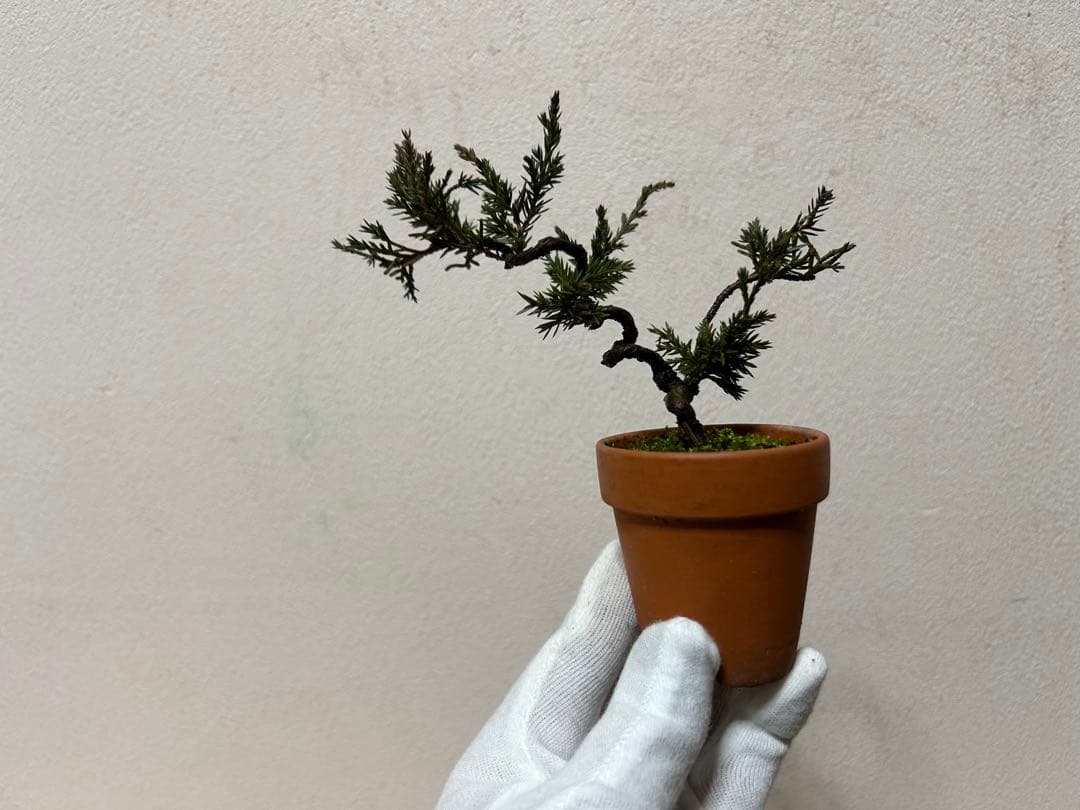 W*y様 糸魚川真柏+黒松　ミニ盆栽　小品盆栽素材