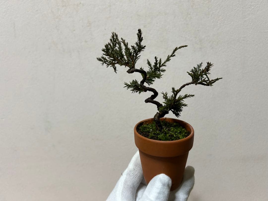 W*y様 糸魚川真柏+黒松　ミニ盆栽　小品盆栽素材