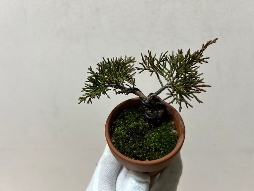 W*y様 糸魚川真柏+黒松　ミニ盆栽　小品盆栽素材