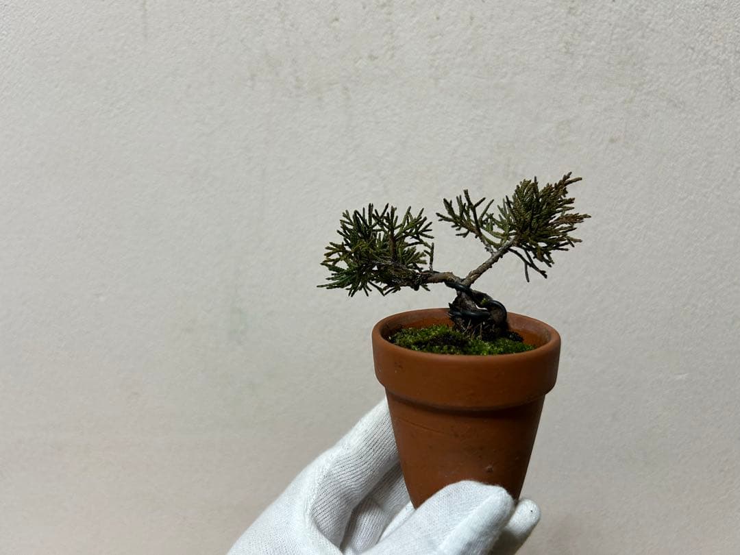 W*y様 糸魚川真柏+黒松　ミニ盆栽　小品盆栽素材