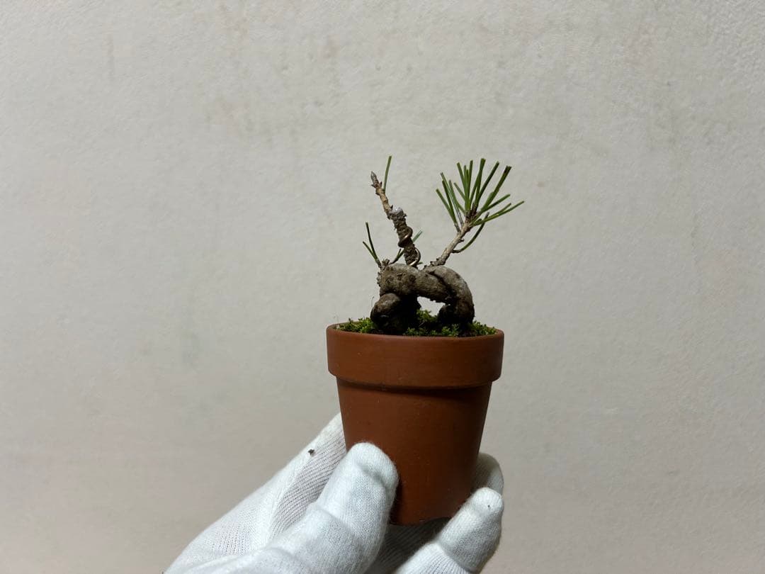 W*y様 糸魚川真柏+黒松　ミニ盆栽　小品盆栽素材