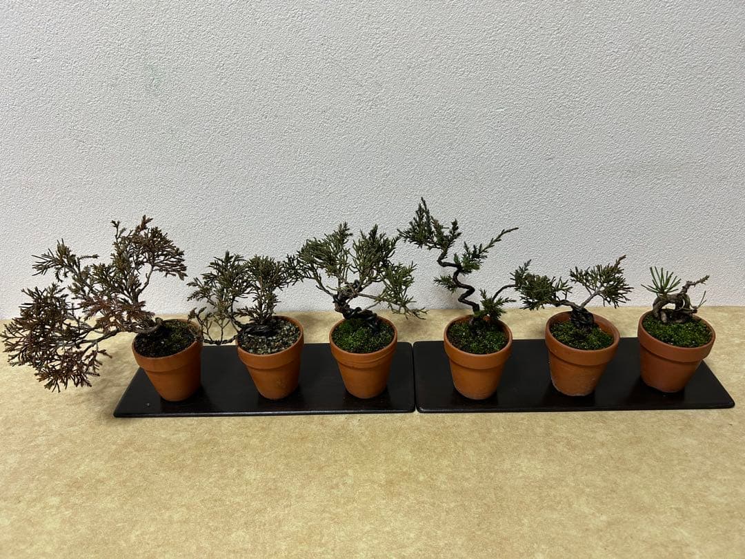 W*y様 糸魚川真柏+黒松　ミニ盆栽　小品盆栽素材