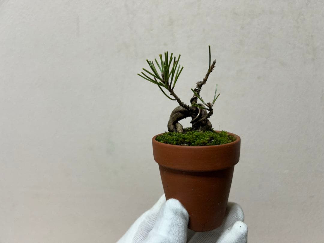 W*y様 糸魚川真柏+黒松　ミニ盆栽　小品盆栽素材