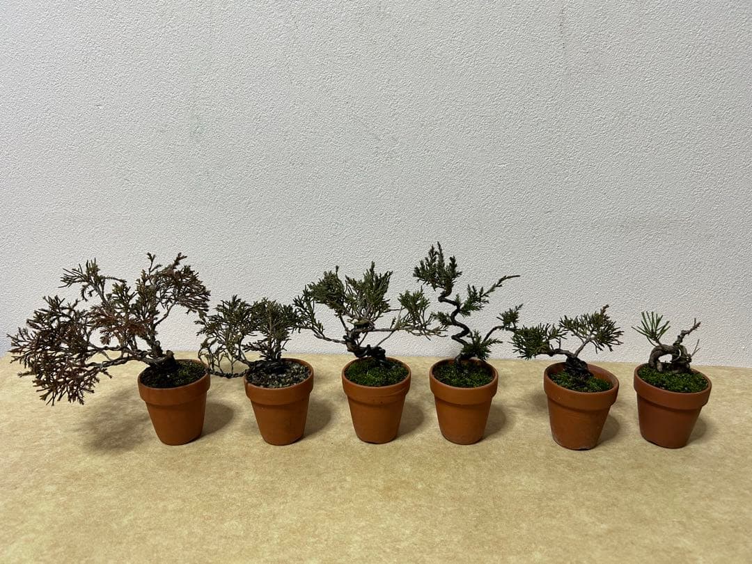 W*y様 糸魚川真柏+黒松　ミニ盆栽　小品盆栽素材