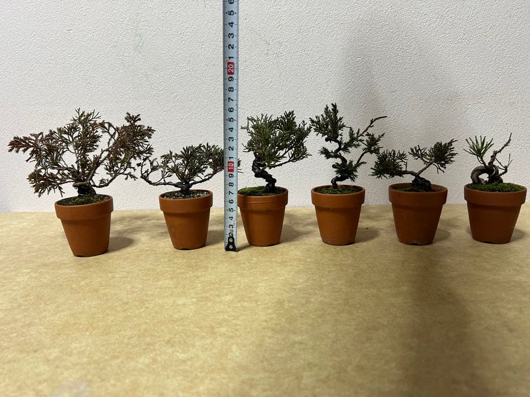 W*y様 糸魚川真柏+黒松　ミニ盆栽　小品盆栽素材