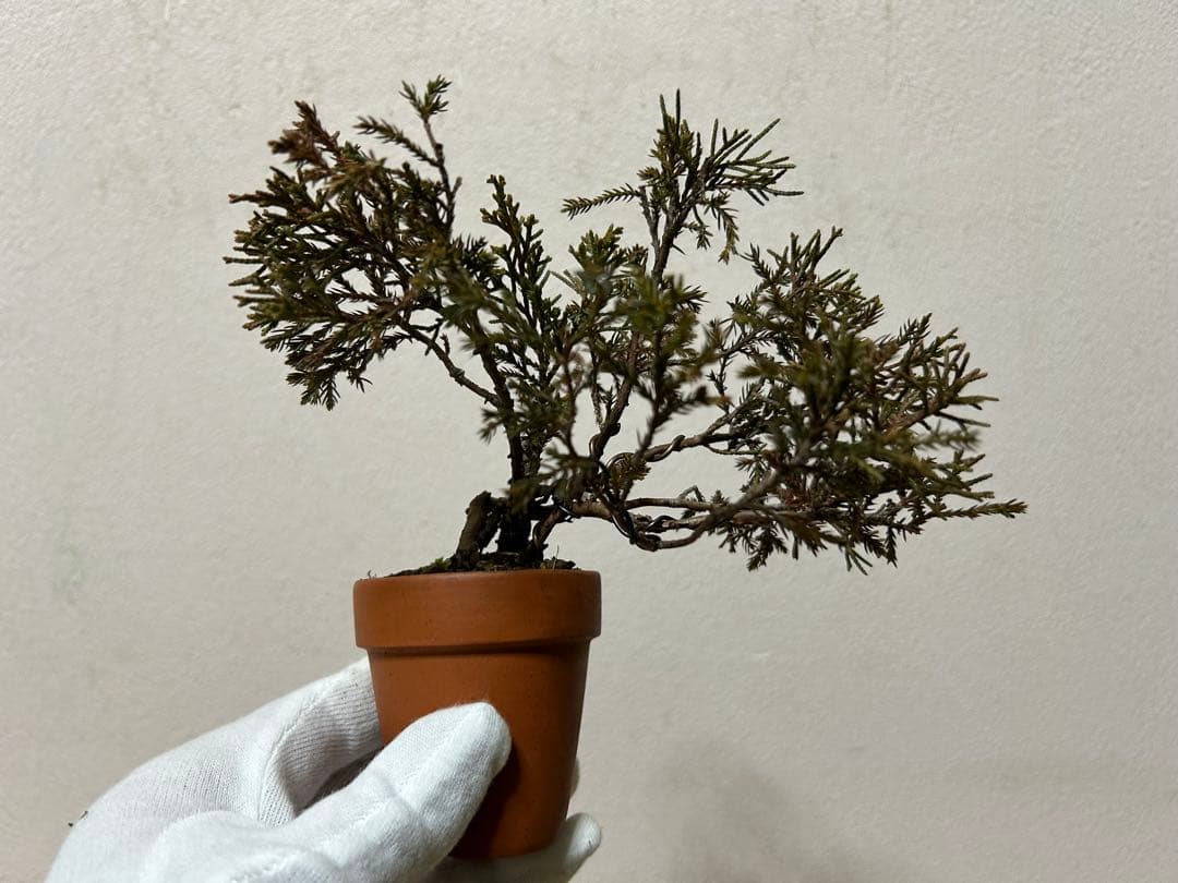 W*y様 糸魚川真柏+黒松　ミニ盆栽　小品盆栽素材