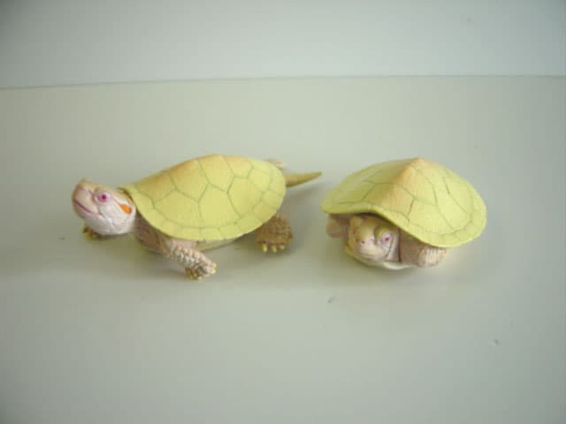 ♯Gyi16RZネイチャーテクニMONOミドリガメストマグネット変則4種