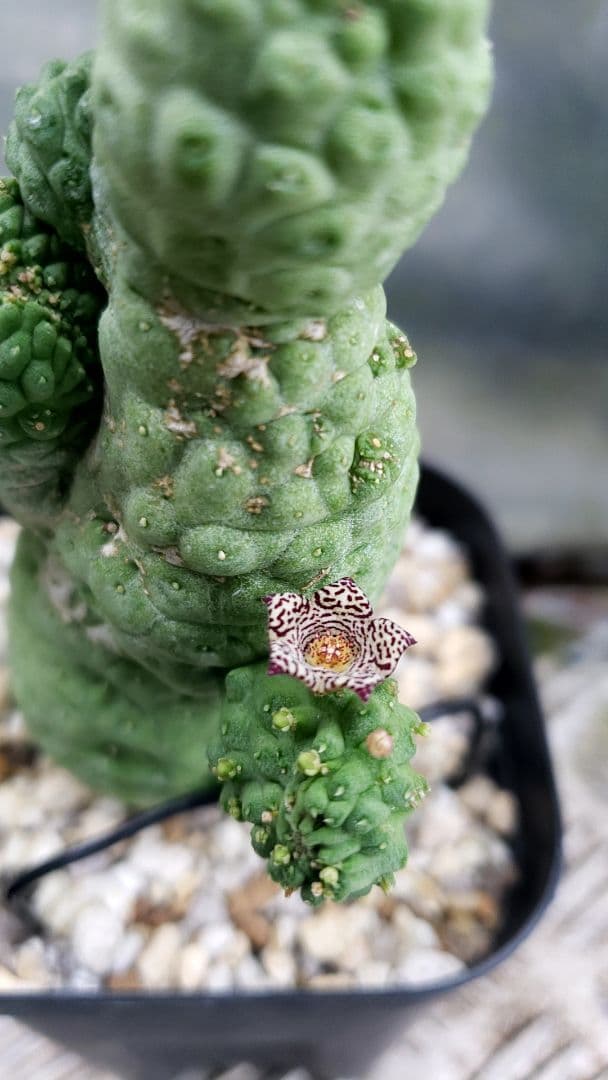 仏頭玉石化　ラリレアキア　カクティフォルメ