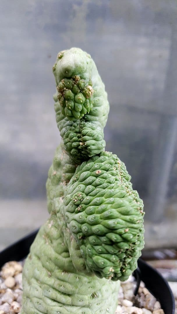 仏頭玉石化　ラリレアキア　カクティフォルメ