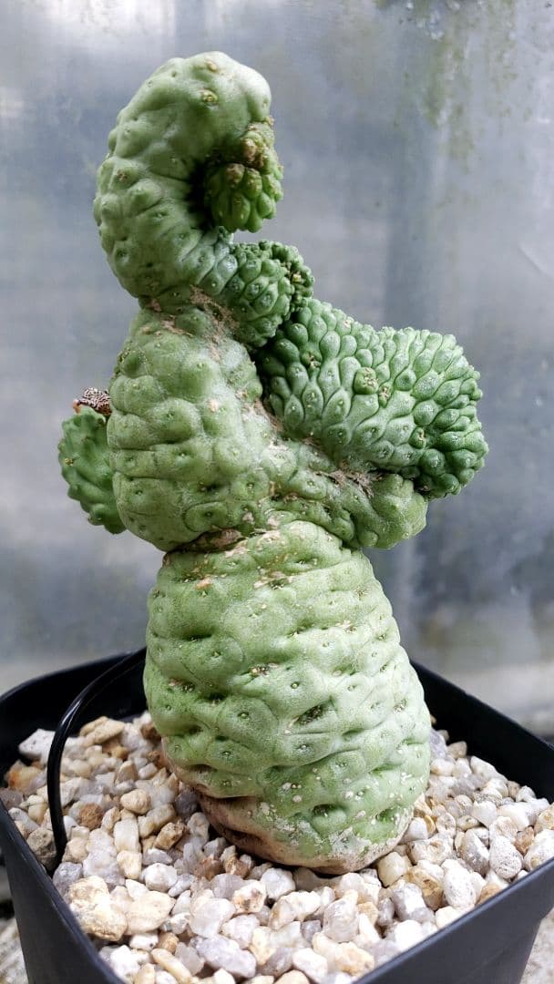 仏頭玉石化　ラリレアキア　カクティフォルメ