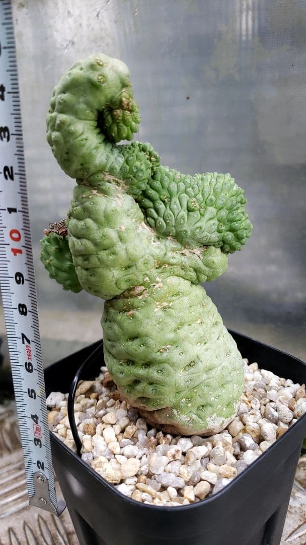 仏頭玉石化　ラリレアキア　カクティフォルメ