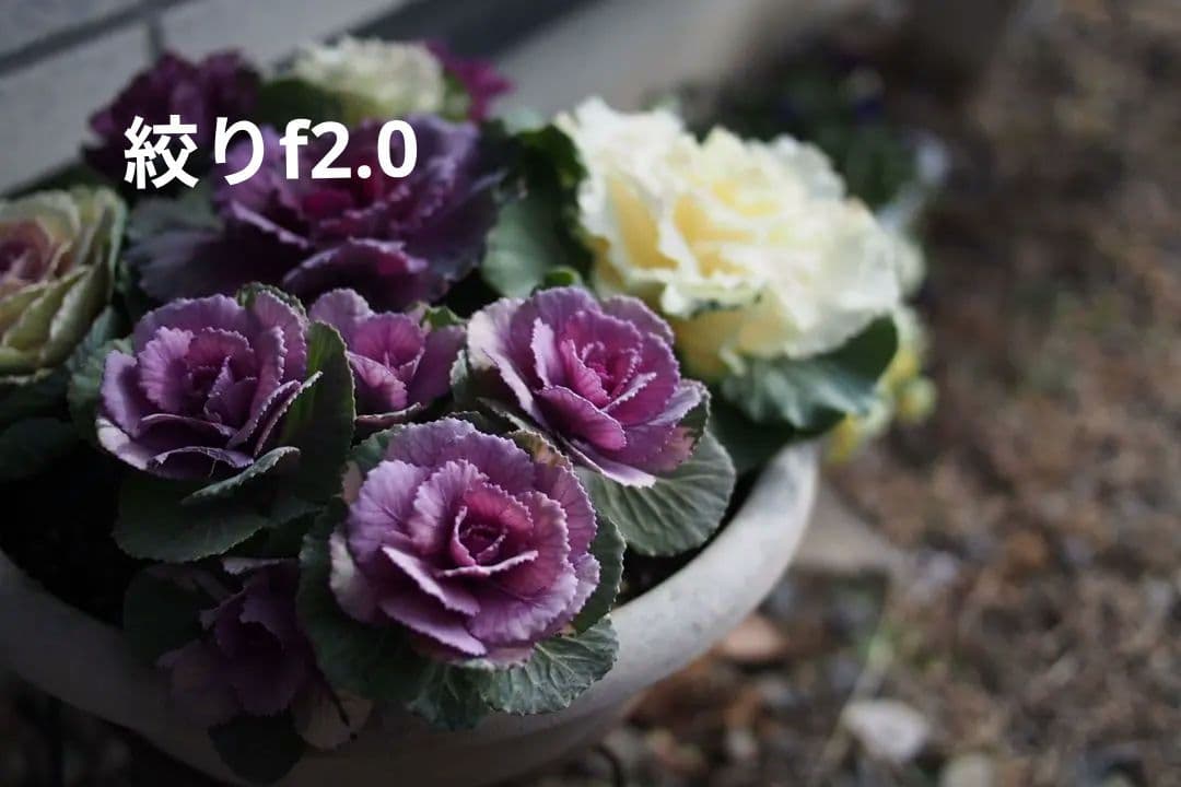 Panasonic LUMIX 20/1.7 単焦点レンズ 2/8まで限定出品