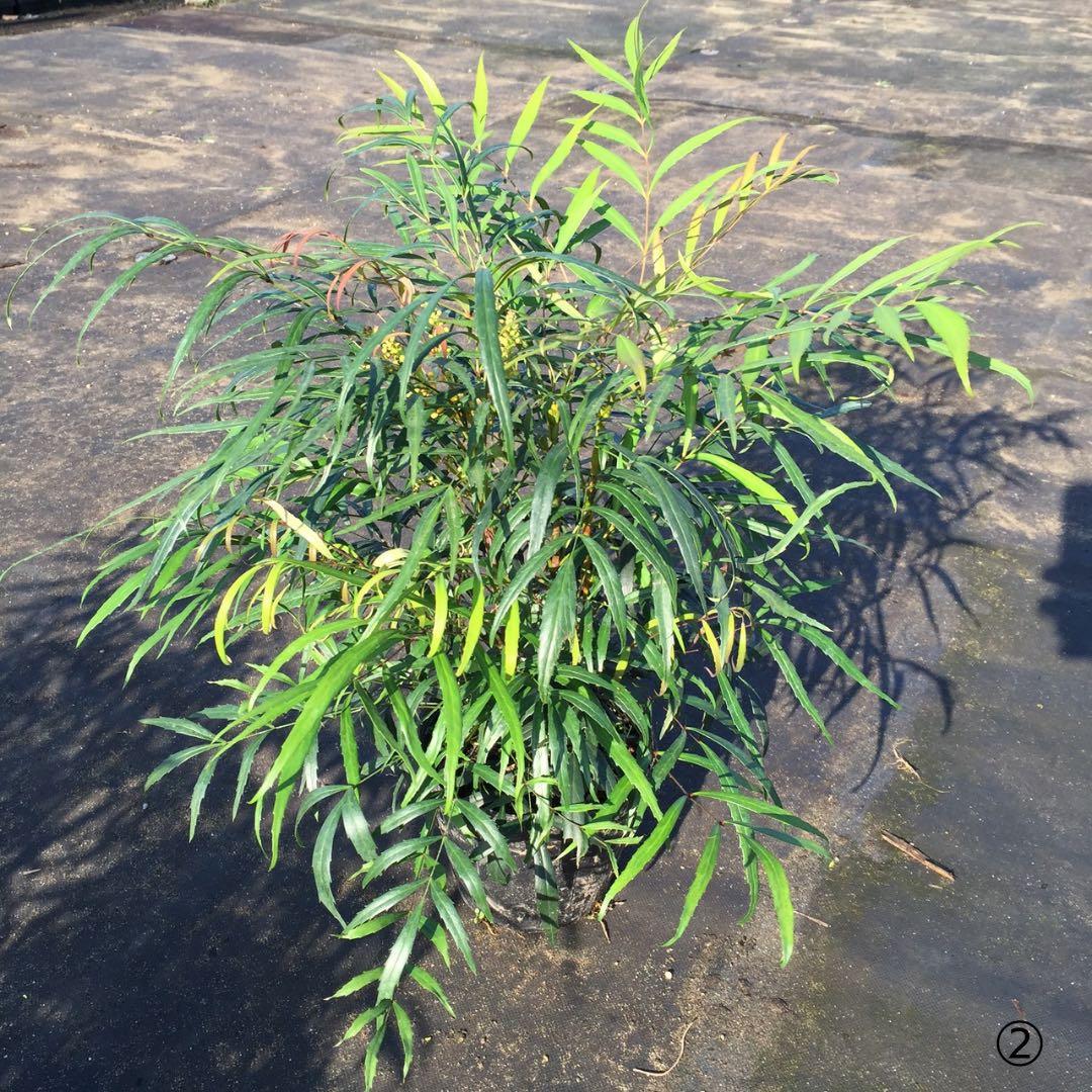 【樹高30㎝】マホニア コンフューサ(細葉ヒイラギナンテン)4本立 10本セット