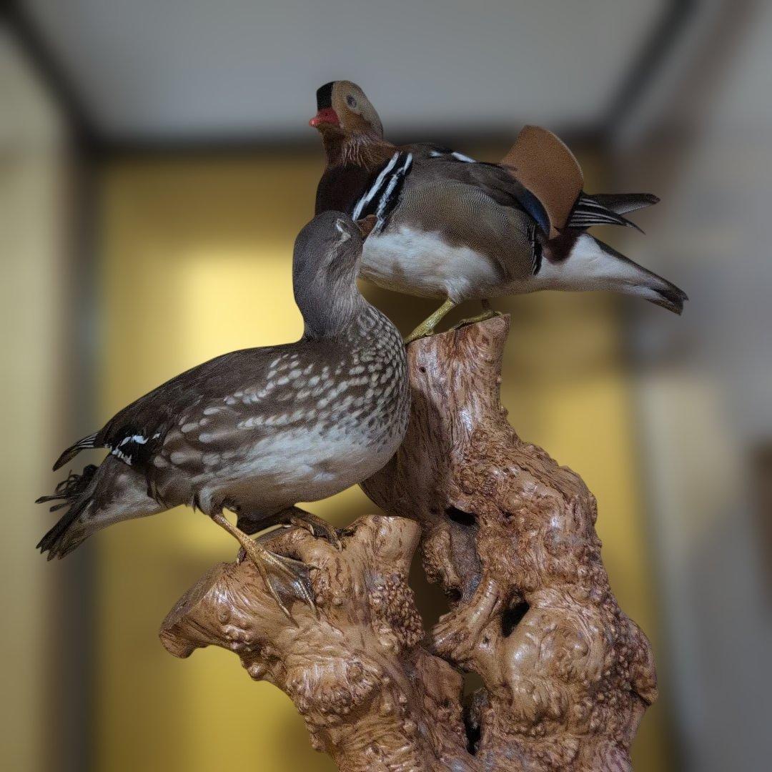 オシドリつがいの剥製